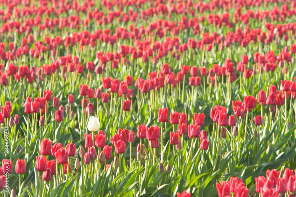 Skagit Valley Tulip Fields, near La Conner, Washington State, USA 