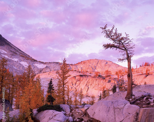 WA, Alpine Lakes Wilderness, Enchantment Lakes, sunrise at Magic Meadow with old modrzew tree