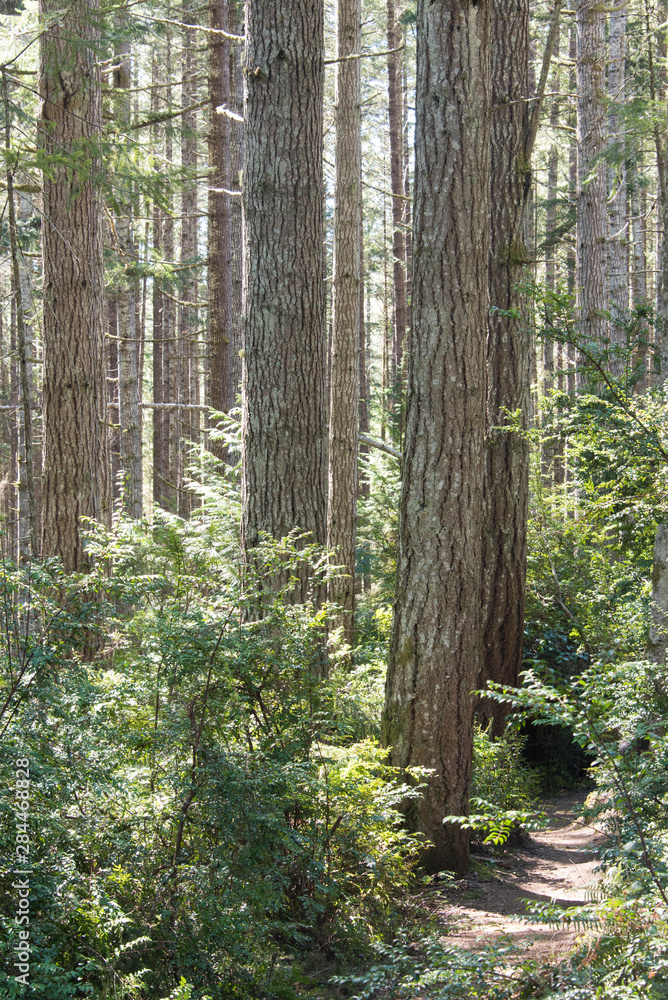 Usa, Washington State, Guillemot Cove Park. Hiking trail through forest Usa, Washington State, Guillemot Cove Park. Hiking trail through forest