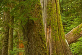 Western Hemlock, cedar, Grove of the Patriarchs, Mount Rainier National Park, Washington, USA