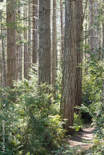 Fototapeta ścieżka spokojny las wędrówka