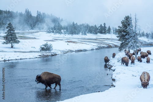 USA, Wyoming, Yellowstone National Park. Bison in Firehole River in winter. Credit as: Cathy & Gordon Illg / Jaynes Gallery / DanitaDelimont.com photo