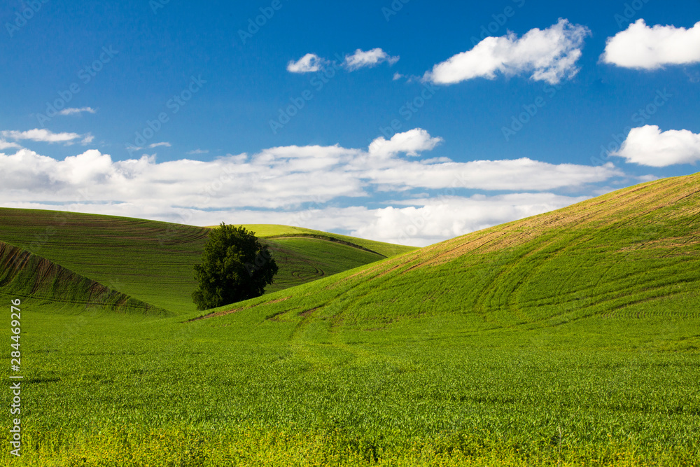 USA, Washington State, Colfax, Rolling Wheat Fields with Lone Tree