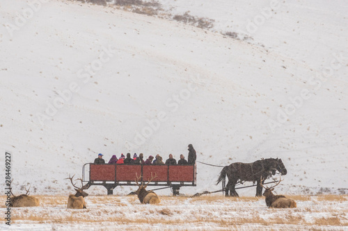 USA, Wyoming, National Elk Refuge. Tourists on sleigh ride and resting elk. Credit as: Cathy & Gordon Illg / Jaynes Gallery / DanitaDelimont.com