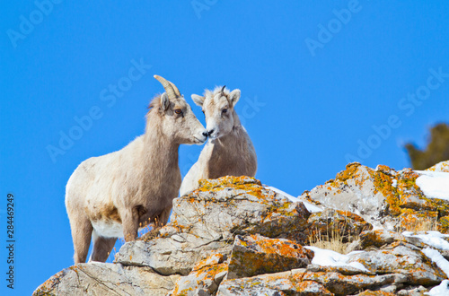 Wyoming, National Elk Refuge, Bighorn Sheep Ewe and Lamb nuzzling on cliff. © Elizabeth Boehm/Danita Delimont