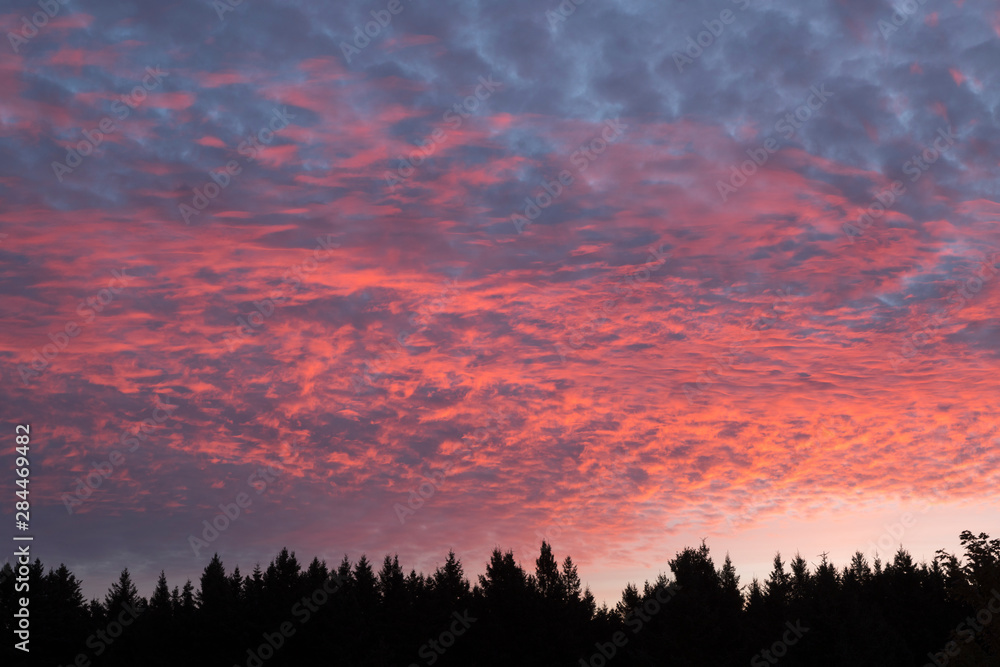 Fototapeta premium USA, Wisconsin. Sunset with alto cumulus clouds and silhouetted treeline.