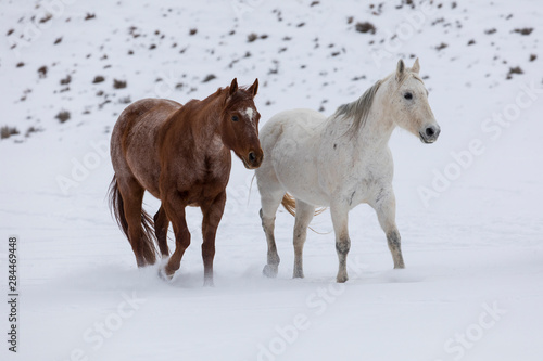 Hideout Ranch  Shell  Wyoming. Horse running through the snow.  PR 