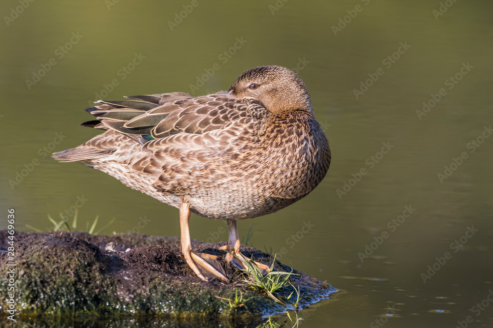 Fototapeta premium USA, Wyoming, Sublette County, Cinnamon Teal rests on a mud flat in a small pond.
