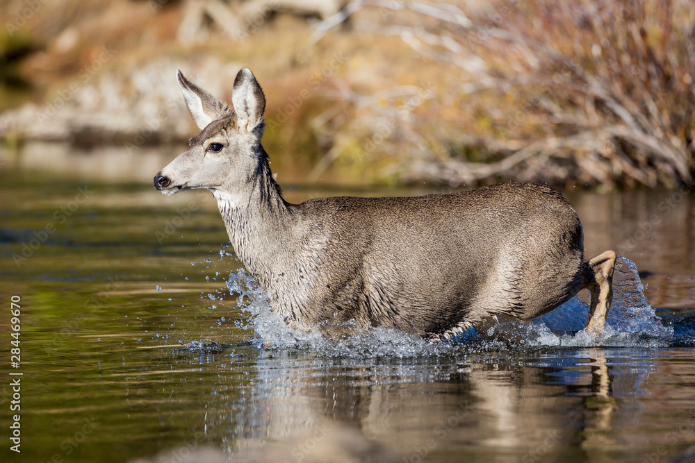 USA, Wyoming, Sublette County, Mule Deer doe crossing river during fall migration USA, Wyoming, Sublette County, Mule Deer doe crossing river during fall migration
