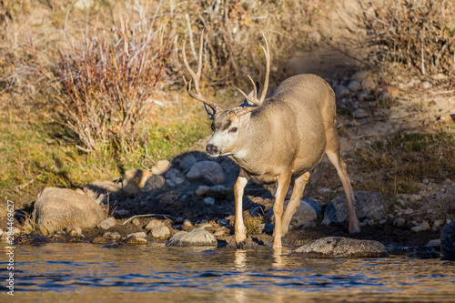 USA, Wyoming, Sublette County, Mule Deer buck at edge of river photo