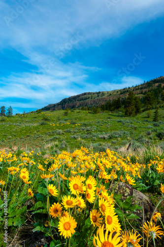 USA, Washington, Wenatchee. Balsam root blooms in the spring in the Wenatchee hills.