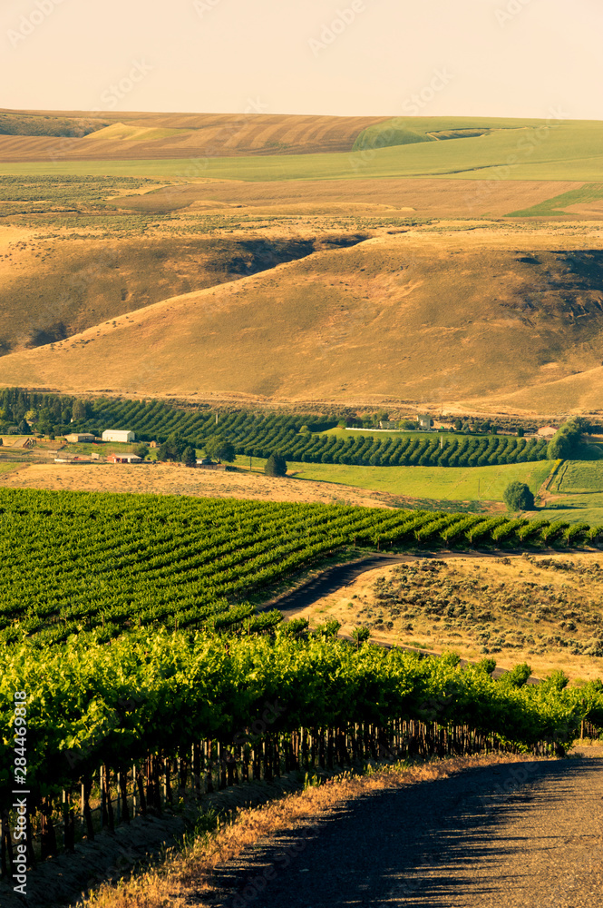 USA, Washington State, Richland. Goose Ridge vineyard at dawn.