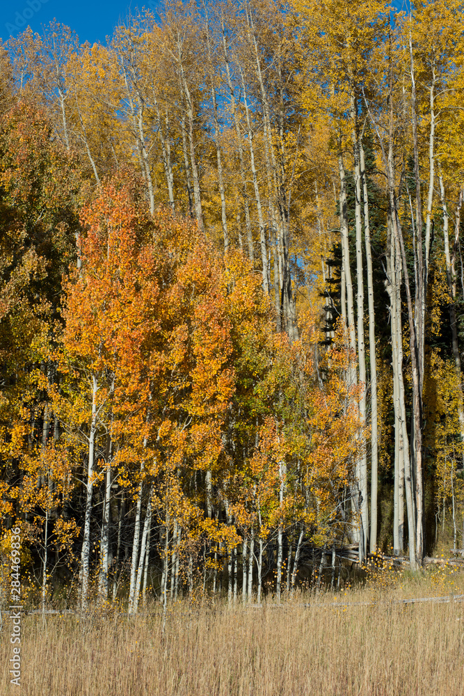 Aspen Trees in the Fall