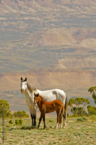 USA  Wyoming  Carbon County. Wild horse mare and colt. Credit as  Cathy   Gordon Illg   Jaynes Gallery   DanitaDelimont.com