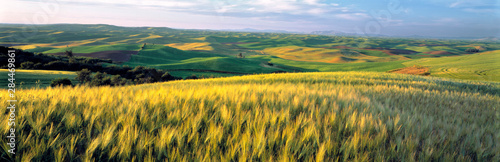 USA, Washington State, Colfax. Barley fields cover much of the rolling hills of the Palouse region of eastern Washington State. photo