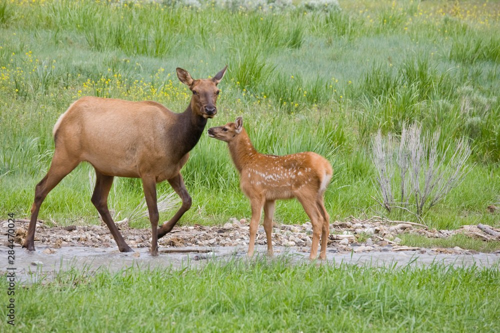 WY, Yellowstone National Park, Elk calf and mother WY, Yellowstone National Park, Elk calf and mother