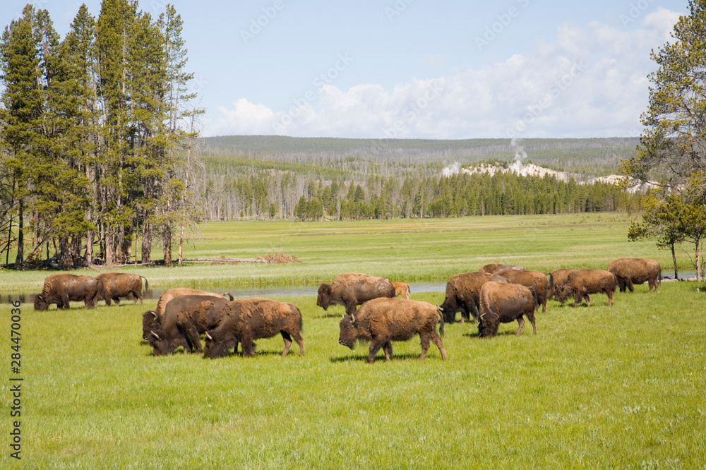 WY, Yellowstone National Park, Bison herd, at Gibbon Meadows WY, Yellowstone National Park, Bison herd, at Gibbon Meadows