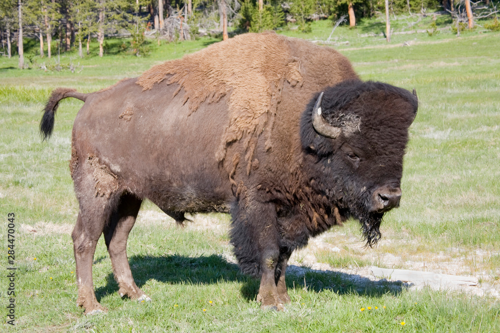 WY, Yellowstone National Park, Mature bull bison, shedding winter coat