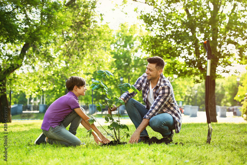 Dad and son planting tree together in park on sunny day Dad and son planting tree together in park on sunny day
