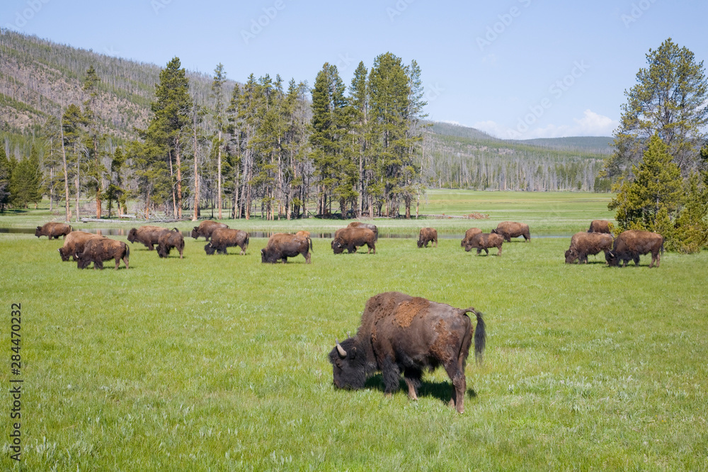 WY, Yellowstone National Park, Bison herd, at Gibbon Meadows