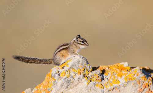 USA, Wyoming, Sublette County, Least Chipmunk sitting on lichen rock