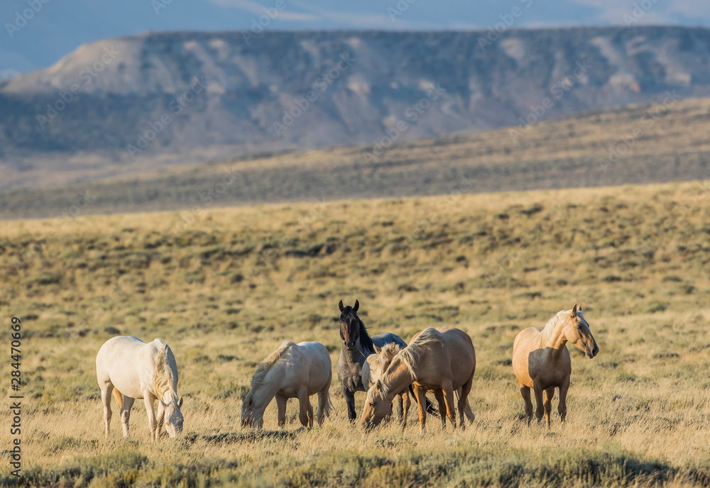 USA, Wyoming, Sweetwater County, Red Desert, small band of wild horses grazing in the sagebrush