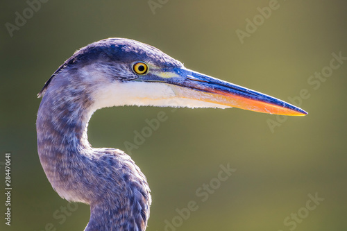 Wall Mural USA, Wyoming