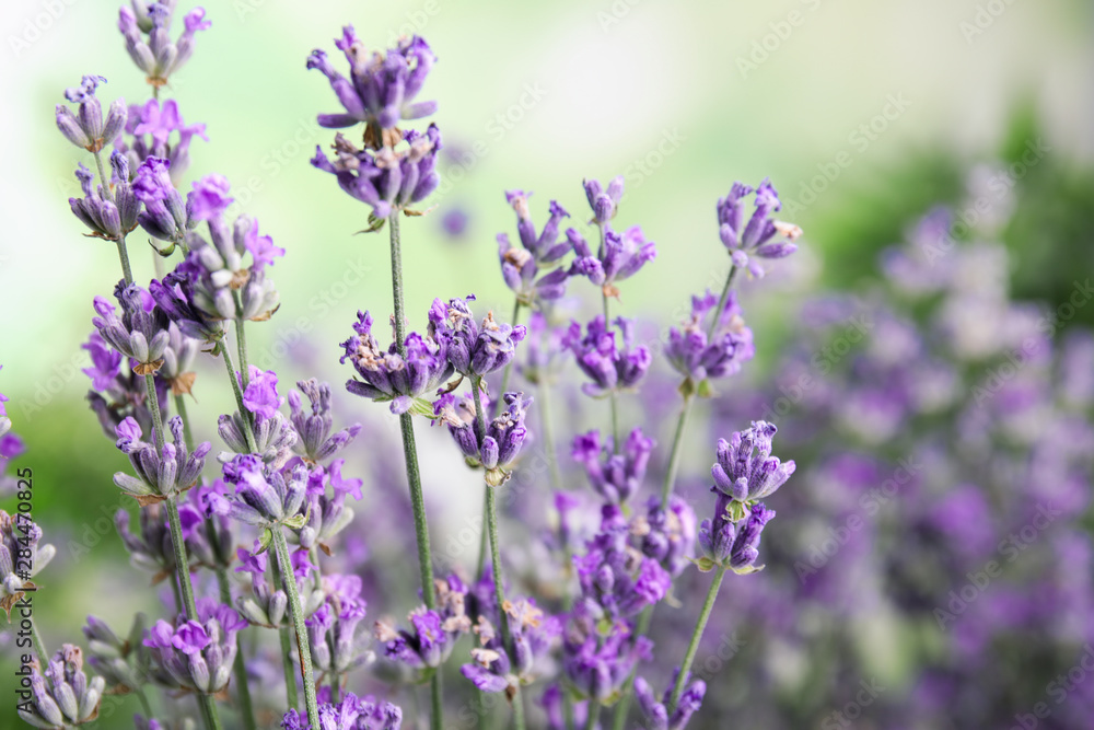 Obraz premium Beautiful tender lavender flowers on blurred background, closeup