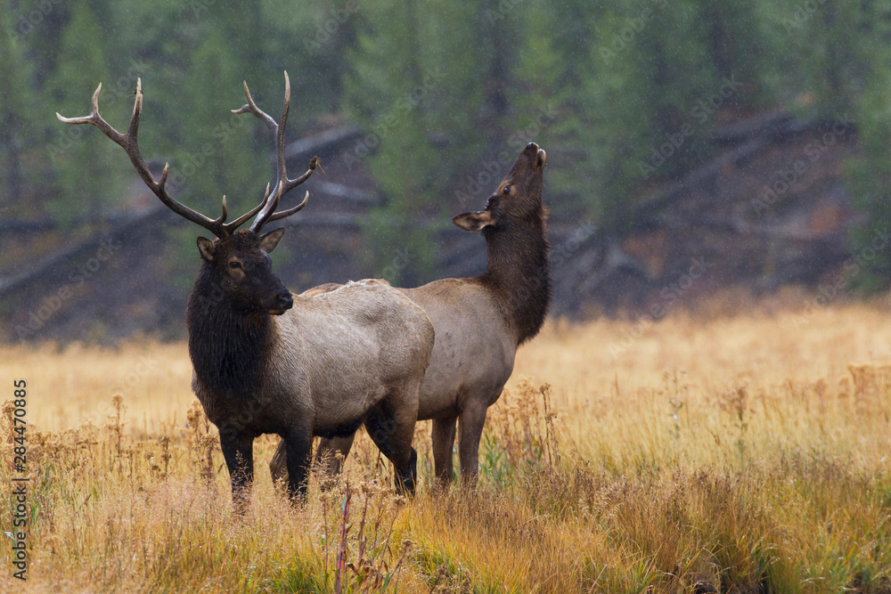 Rocky Mountain Bull Elk with Cow, autumn rain Rocky Mountain Bull Elk with Cow, autumn rain