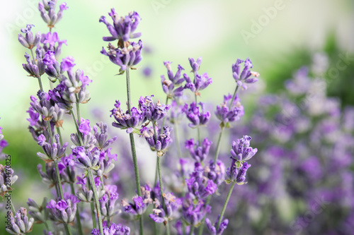 Beautiful tender lavender flowers on blurred background  closeup