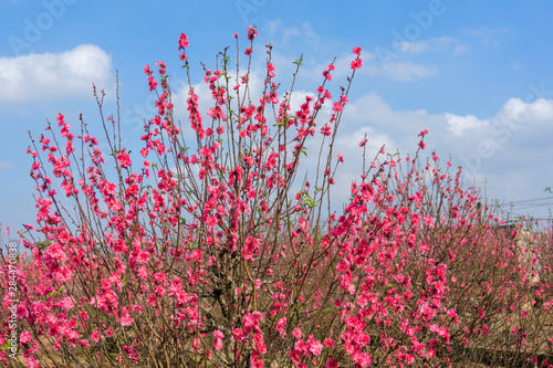 Peach flowers in the garden in blossoming time against blue sky and white clouds photo