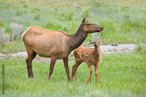 WY, Yellowstone National Park, Elk calf and mother