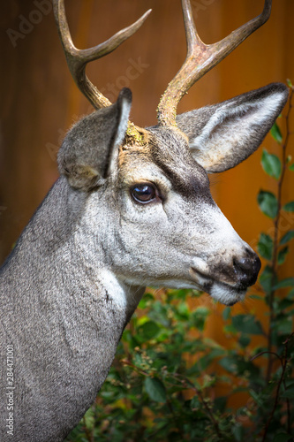 Cody  Wyoming. Close-up of a mule deer.