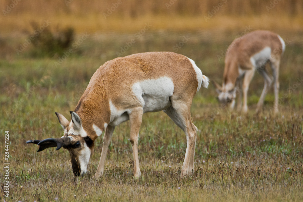 Male and female pronghorn, Antelope Flats, Grand Teton National Park, Wyoming, USA Male and female pronghorn, Antelope Flats, Grand Teton National Park, Wyoming, USA