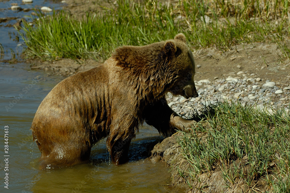 Grizzly Bear (Ursus horribilis) Bear World, Wyoming. USA Grizzly Bear (Ursus horribilis) Bear World, Wyoming. USA
