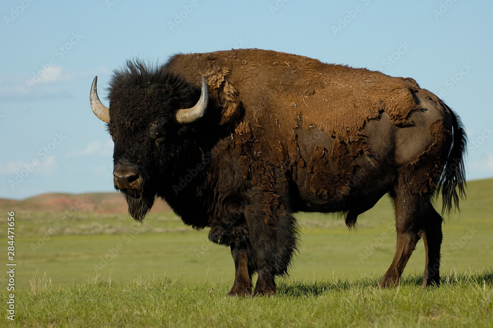 American Bison 'Buffalo' (Bison bison) - male. Durham Ranch. Campbell County. Wyoming. USA