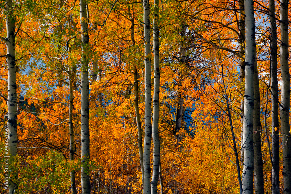 Autumn aspens, Oxbow, Grand Teton National Park, Wyoming, USA