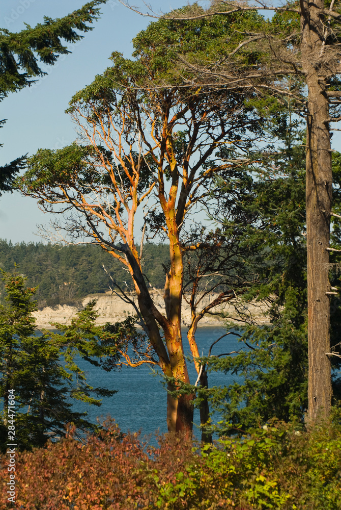 USA, WA, Whidbey Island, Coupeville. View of Pacific Madrone Tree (Arbutus menziesii) Penn Cove beyond from Town Park