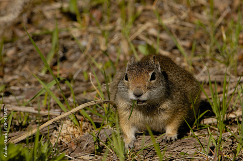 Uinta Ground Squirrel (Citellus armatus) Grand Teton National Park Wyoming. USA