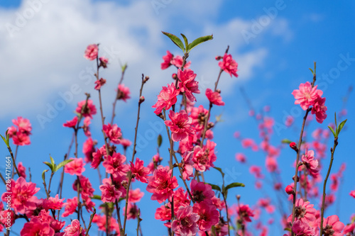 Peach flowers in the garden in blossoming time against blue sky and white clouds