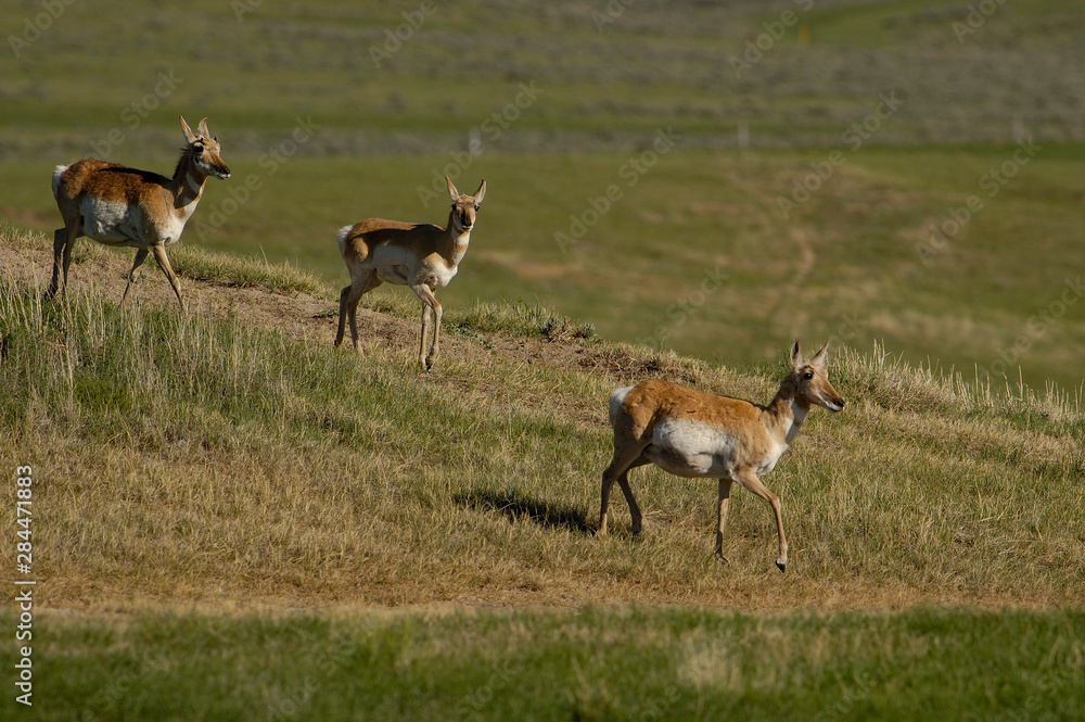 Pronghorn (Antilocapra americana) Wyoming. USA Pronghorn (Antilocapra americana) Wyoming. USA