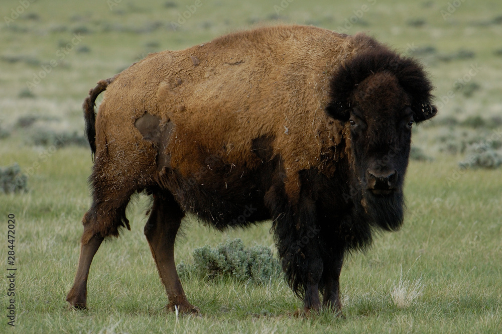 American Bison 'Buffalo' (Bison bison) - female. Durham Ranch. Campbell County. Wyoming. USA