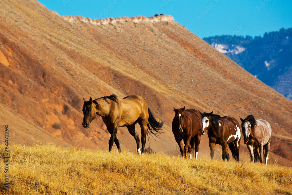USA, Wyoming, Shell, Heard of Horses Running along the Red Rock hills of the Big Horn Mountains