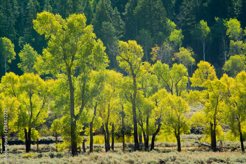 Fototapeta Naklejka Na Ścianę i Meble -  Autumn, Lamar Valley, Yellowstone National Park, Wyoming, USA