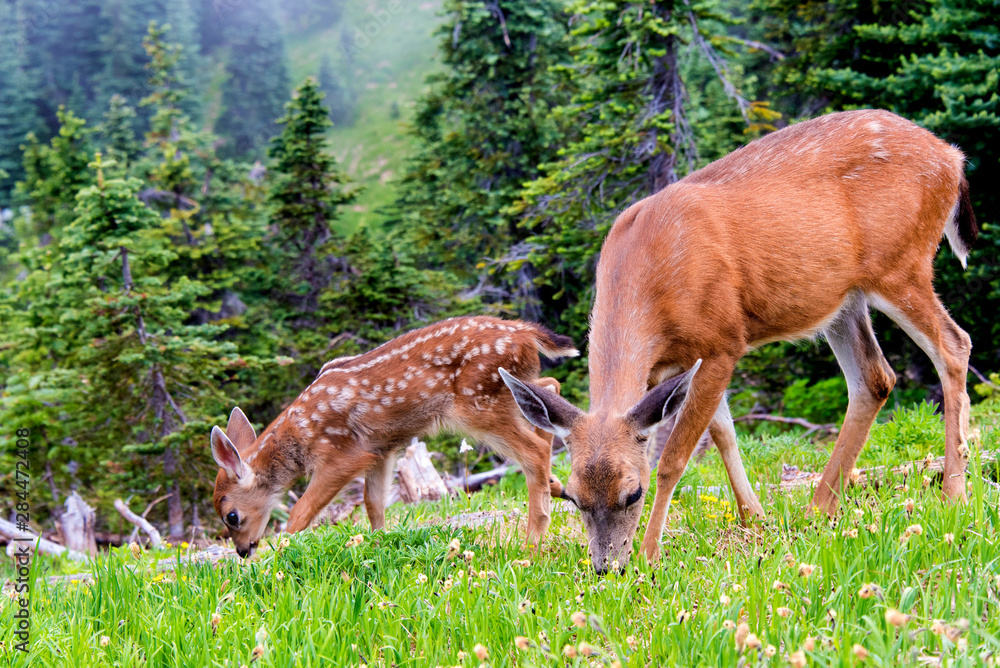 USA, Washington State, Olympic National Park doe and fawn graze in wildflower meadow USA, Washington State, Olympic National Park doe and fawn graze in wildflower meadow