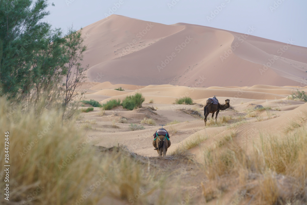 Dromedary in Sahara desert in Marocco