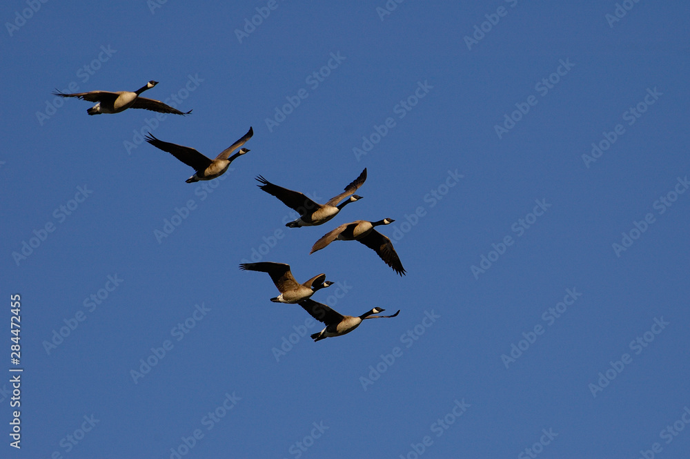 Obraz premium Canada Geese (Branta canadensis) Grand Teton National Park Wyoming. USA