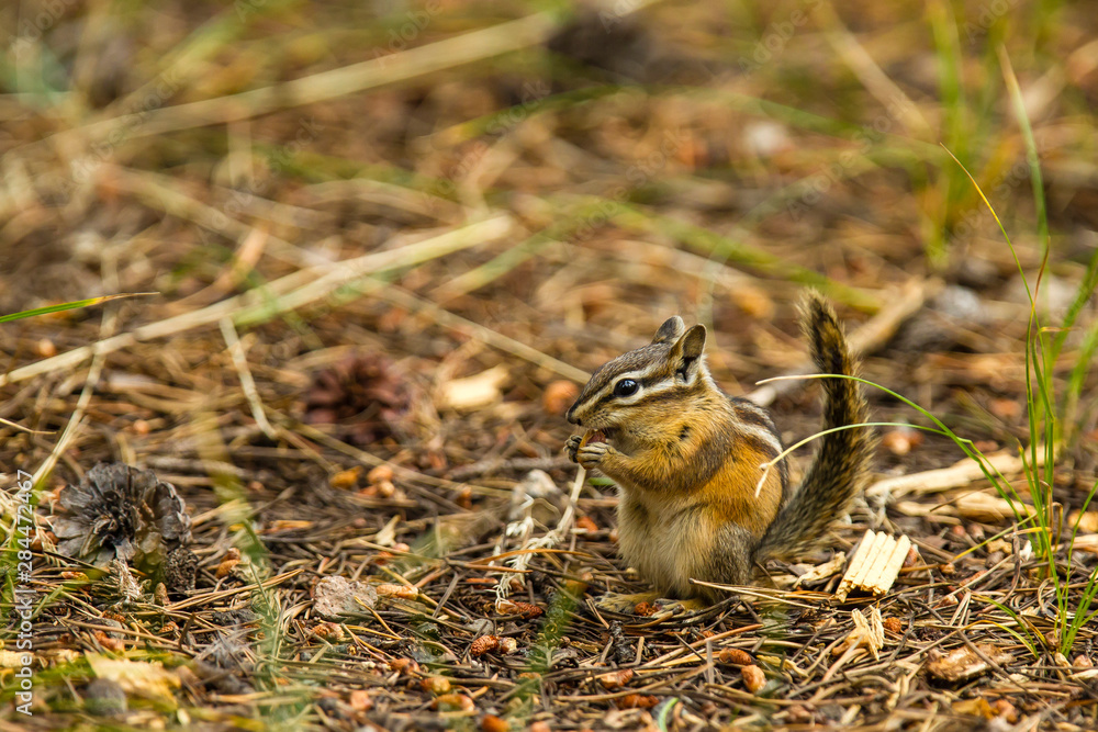 Least Chipmunk Foraging on the ground in Flagg Ranch, Wyoming Least Chipmunk Foraging on the ground in Flagg Ranch, Wyoming