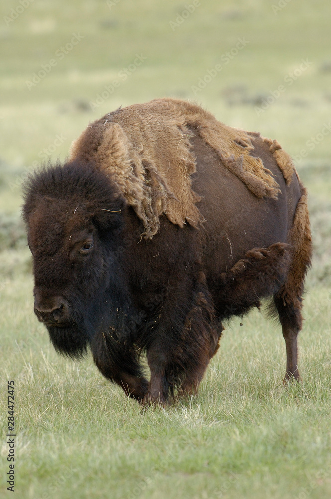 American Bison 'Buffalo' (Bison bison) - female. Durham Ranch. Campbell County. Wyoming. USA American Bison 'Buffalo' (Bison bison) - female. Durham Ranch. Campbell County. Wyoming. USA