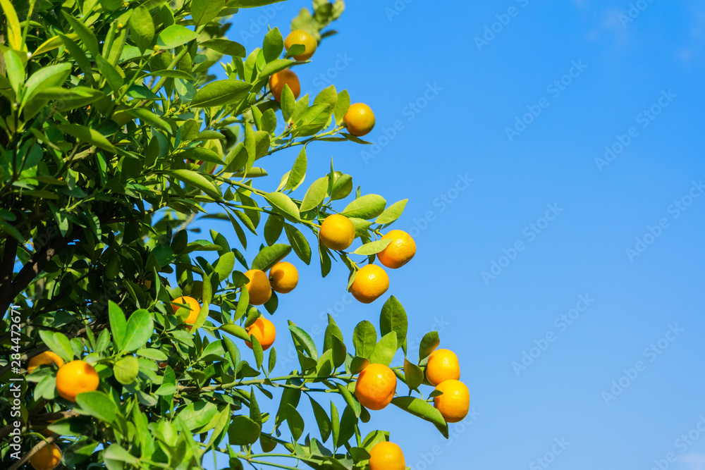 Vibrant orange citrus fruits on a Kumquat tree against blue sky
